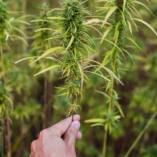 A hand holding a cannabis plant stem in a field of plants