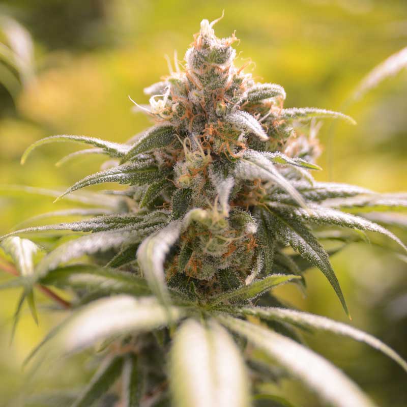 Photo of Orange Barb Bud Shot