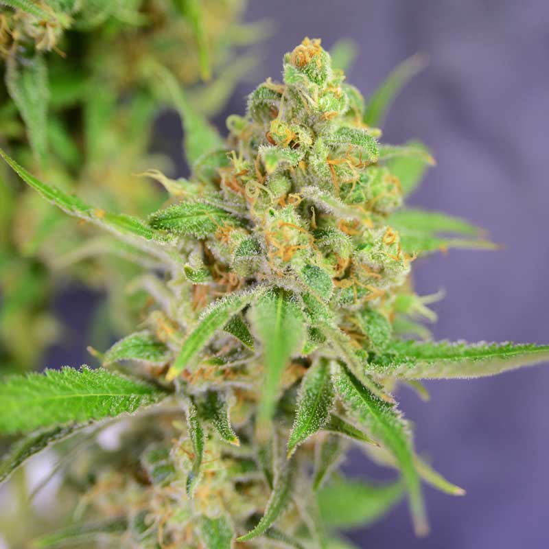 Photo of crystal covered Orange Barb Bud