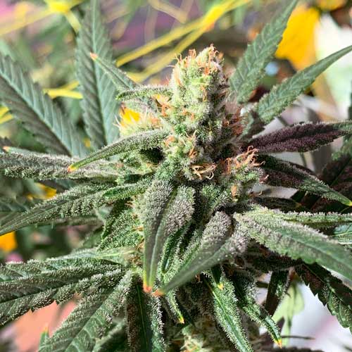 Photo of crystal covered Orange Barb Bud