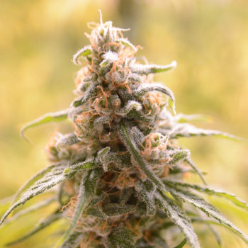 Great Gardener Farms CBD Afghani Flower Photo