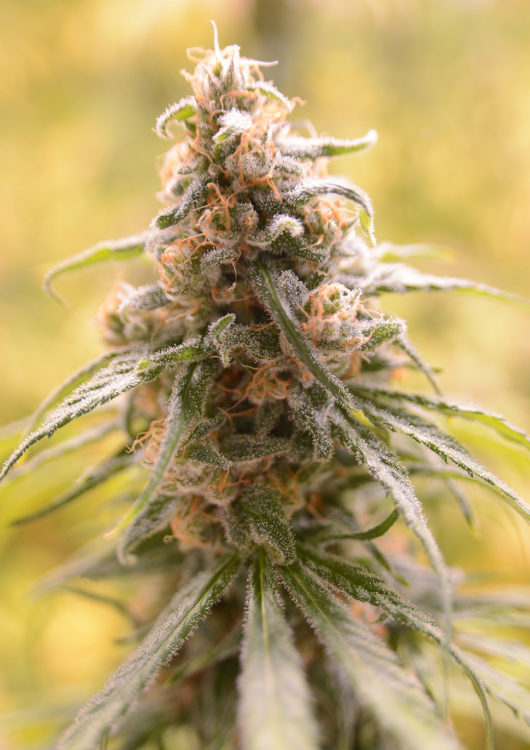 Great Gardener Farms CBD Afghani Flower Photo