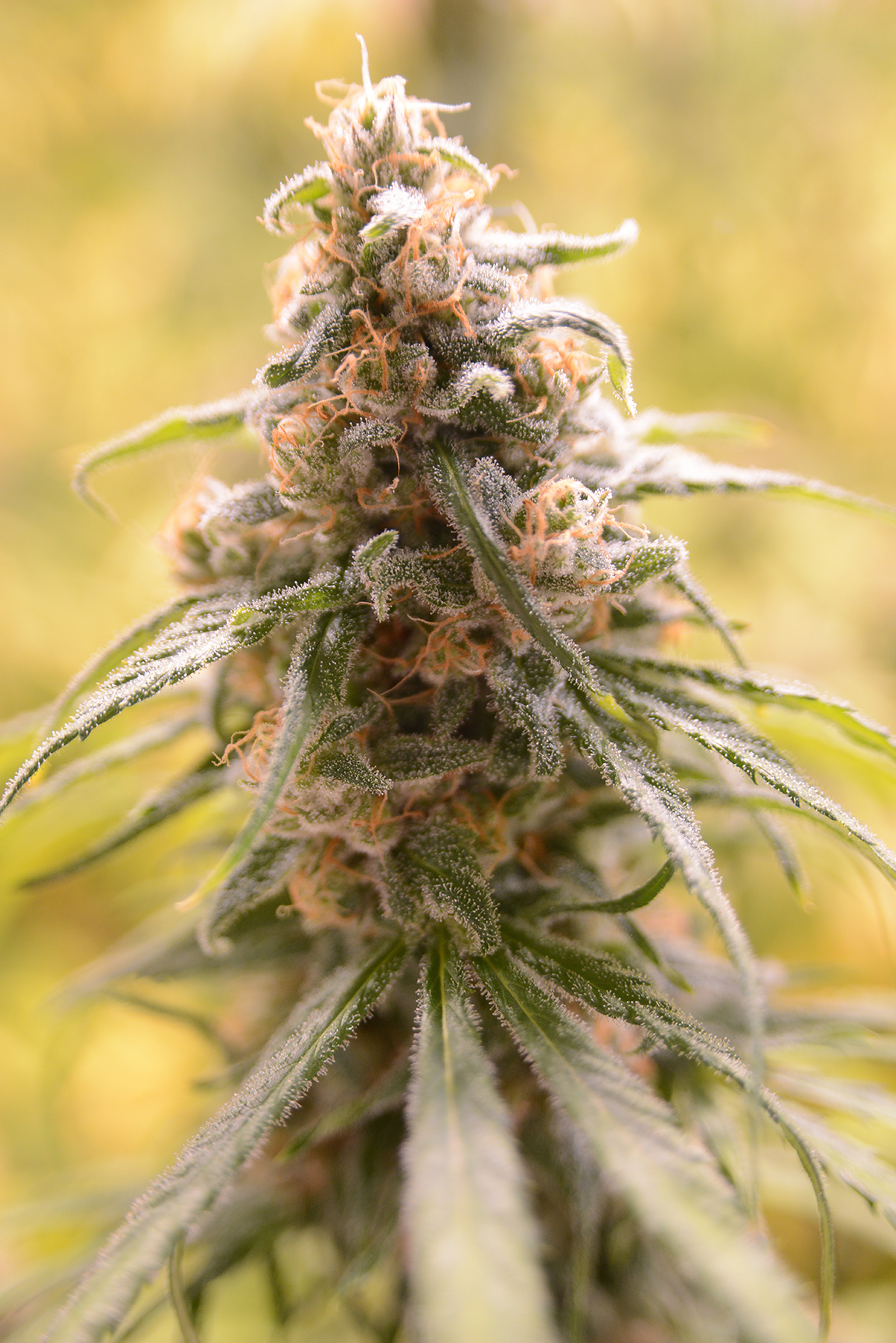 Great Gardener Farms CBD Afghani Flower Photo