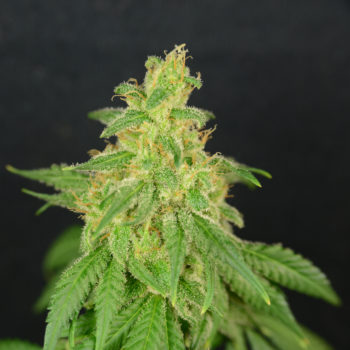 Great Gardener Farms CBD Rene Flower Photo