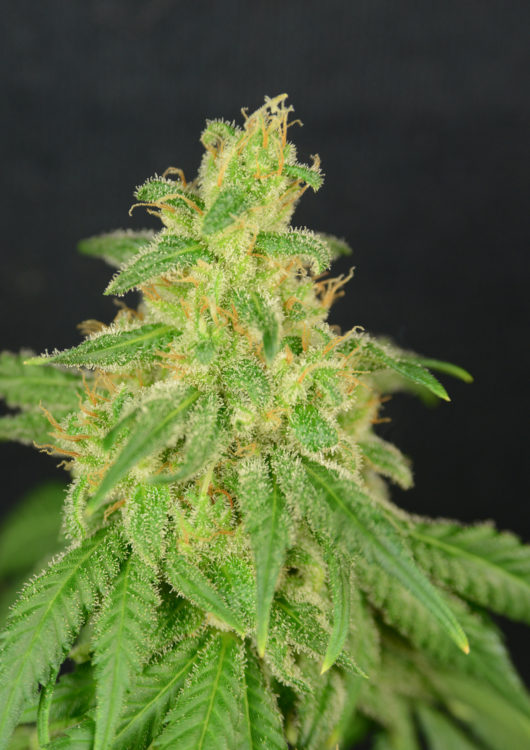 Great Gardener Farms CBD Rene Flower Photo