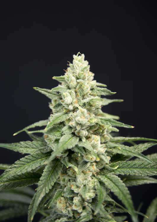 Great Gardener Farms Lavendar Barb Flower Photo
