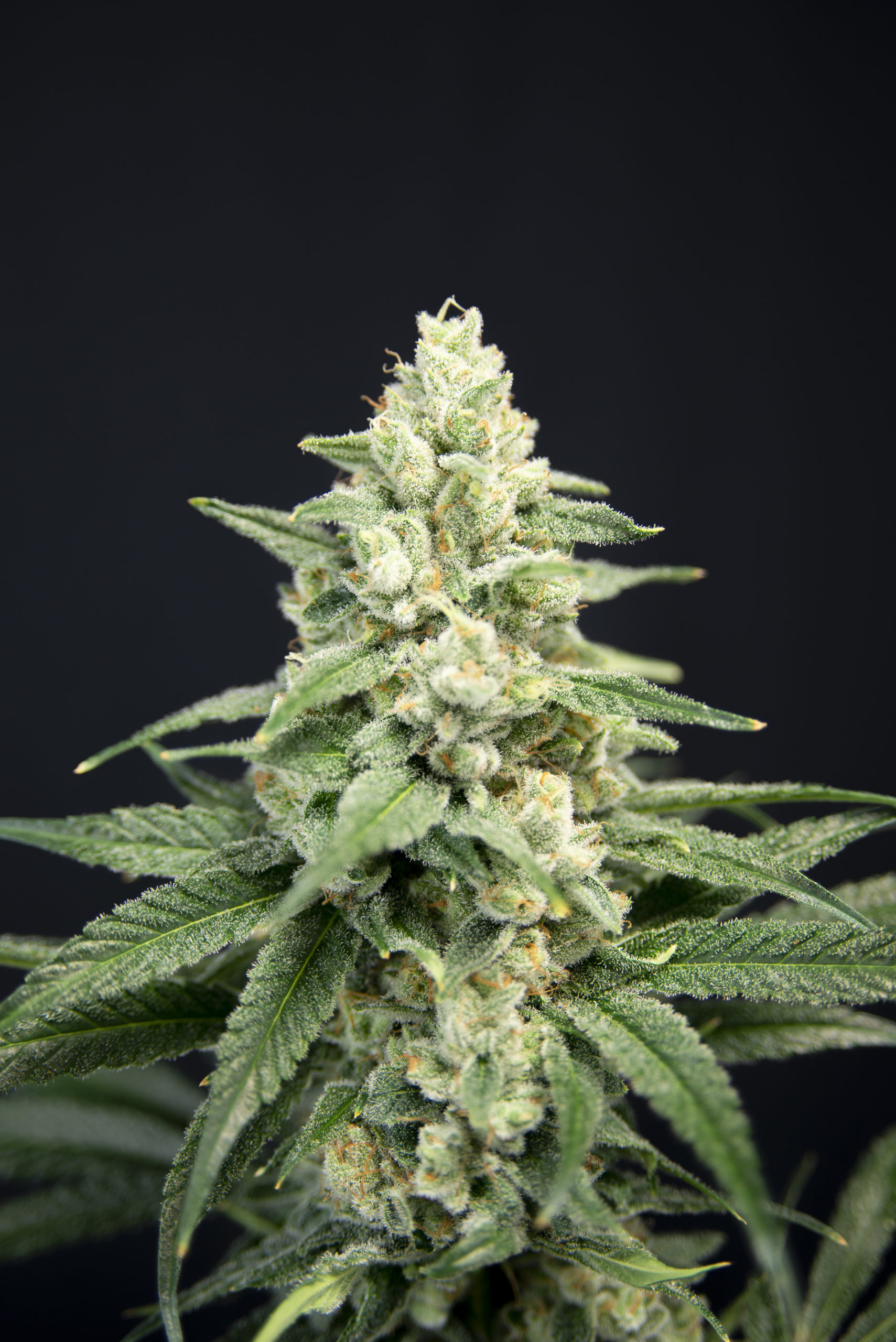 Great Gardener Farms Lavendar Barb Flower Photo